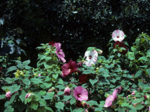 Charlestonian Flowers Hibiscus