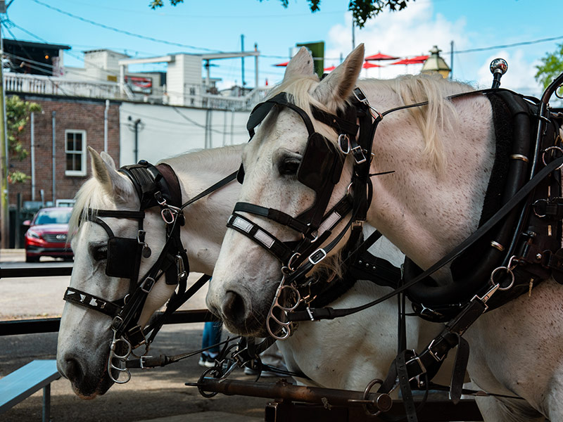 two horses attached to a carriage